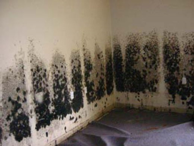 Mold and Mildew Removal Levittown,  NY
